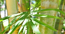 Bambublad