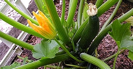Courgetteplant